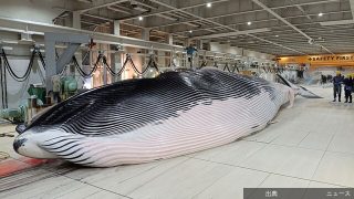 [悲報]スーパーで、立ち飲みで…クジラ人気上々低価格で大衆化【大漁！水産部長の魚トピックス】…スーパーにクジラのにぎりず...